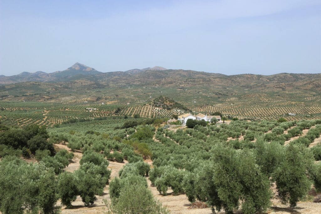 oliwki w Andaluzji