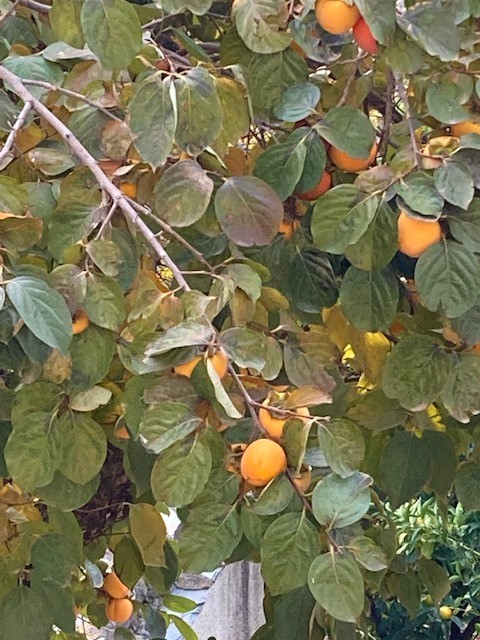 kaki w Andaluzji