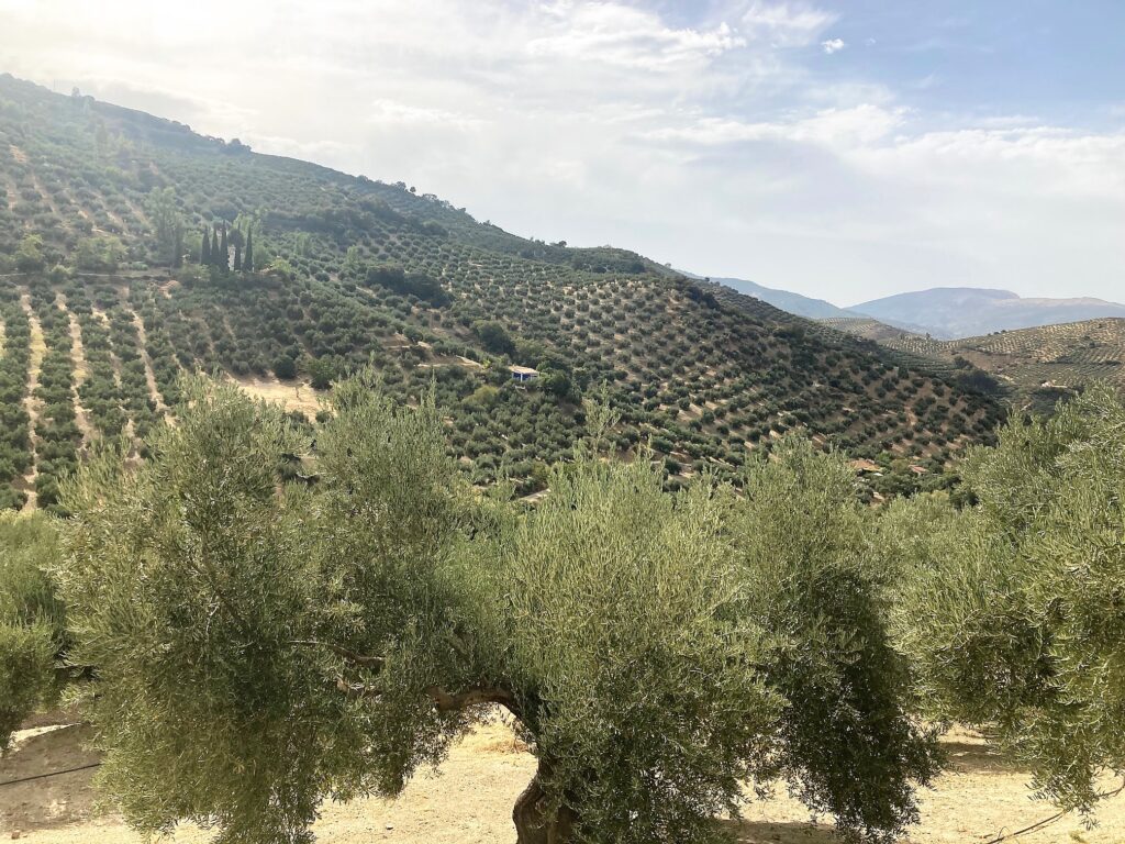 Jaén - gaj oliwny
